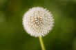 beautiful dandelion on nature