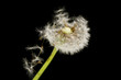 dandelion on a black background. macro