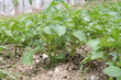 plants de pommes de terre