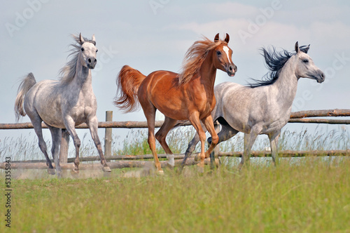 Photo: horses horses