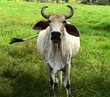 Colombian cow in the pasture