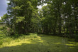 Forest lake in summer day