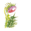 Thistle