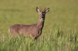 Roe deer, Capreolus capreolus