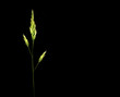 Photo: grass on dark background grass on dark background