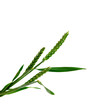 Photo: green wheat green wheat