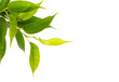 Green leaves.