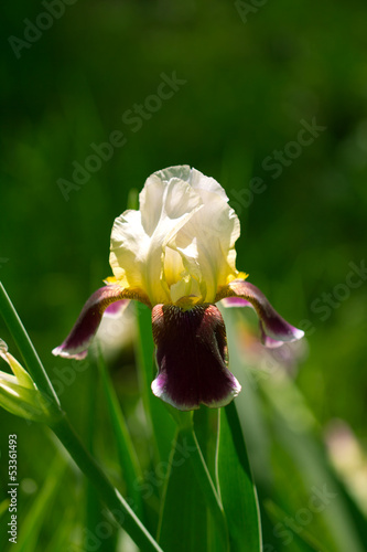 Photo: beautiful iris flower in nature beautiful iris flower in nature