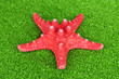 Red starfish on green crystals of sea salt background
