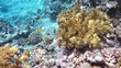 Coral and fish in the Red Sea, Egypt