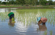 Farmers are planting rice in the farm