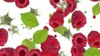 Raspberries background Video (with alpha from 0:15 to 0:30)