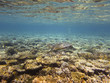 Sea turtle and coral reef
