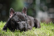 Mature french bulldog