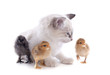 Foto: birman kitten and chicks birman kitten and chicks