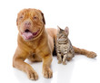Dogue de Bordeaux (French mastiff) and Bengal cat. isolated