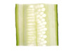 slice of cucumber