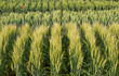 wheat reserch
