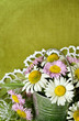 Bouquet of white and pink daisies in a metal bucket