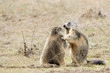 Two marmots while playing