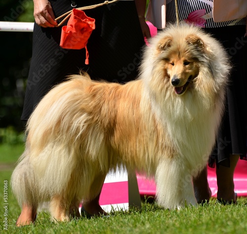 Photo: Collie Collie