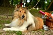Photo: Chien Colley Chien Colley