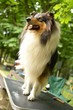 Photo: Collie Collie