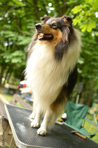 Photo: Collie Collie