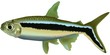Aquarium Fish