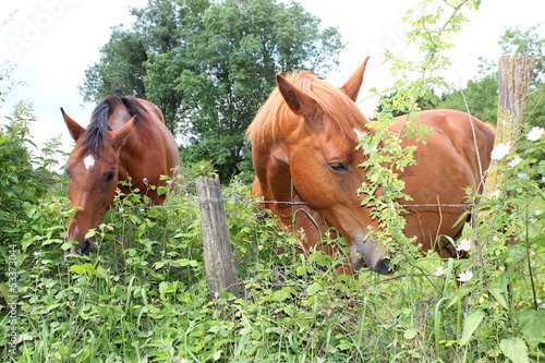 Photo: Zwei Pferde auf einer Koppel in Westfrankreich Zwei Pferde auf einer Koppel in Westfrankreich