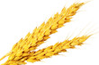 Сouple of ears of wheat.Isolated over white.