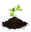 heap dirt with a green plant