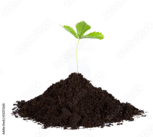 Photo: heap dirt with a green plant heap dirt with a green plant