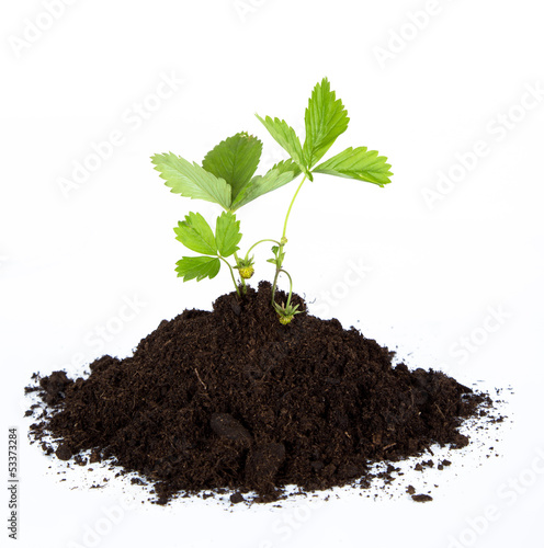 Photo: heap dirt with a green plant heap dirt with a green plant