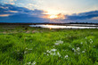 Photo: sunset over flowering green meadow sunset over flowering green meadow