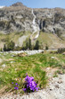 bouquet di violette selvatiche
