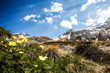 canvas print picture - flora selvatica delle Alpi