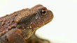 crapaud