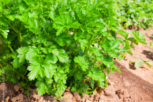 Photo: Italian flat leaf parsley Italian flat leaf parsley