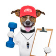 fitness dog