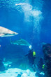 Divers with sand tiger shark (Carcharias taurus)