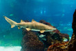 sand tiger shark (Carcharias taurus)  underwater close up portra