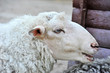 White sheep female portrait in farm corral