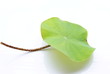 lotus leaf isolate on white background