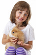 little girl with a baby rabbit - white background