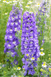 Delphinium