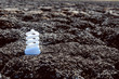 energy saving light bulb on dark desert