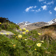 canvas print picture - flora alpina