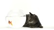 Cat lying and looking at a goldfish in a fish bowl