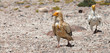 Photo: Egyptian Vulture (Neophron percnopterus), Socotra island Egyptian Vulture (Neophron percnopterus), Socotra island